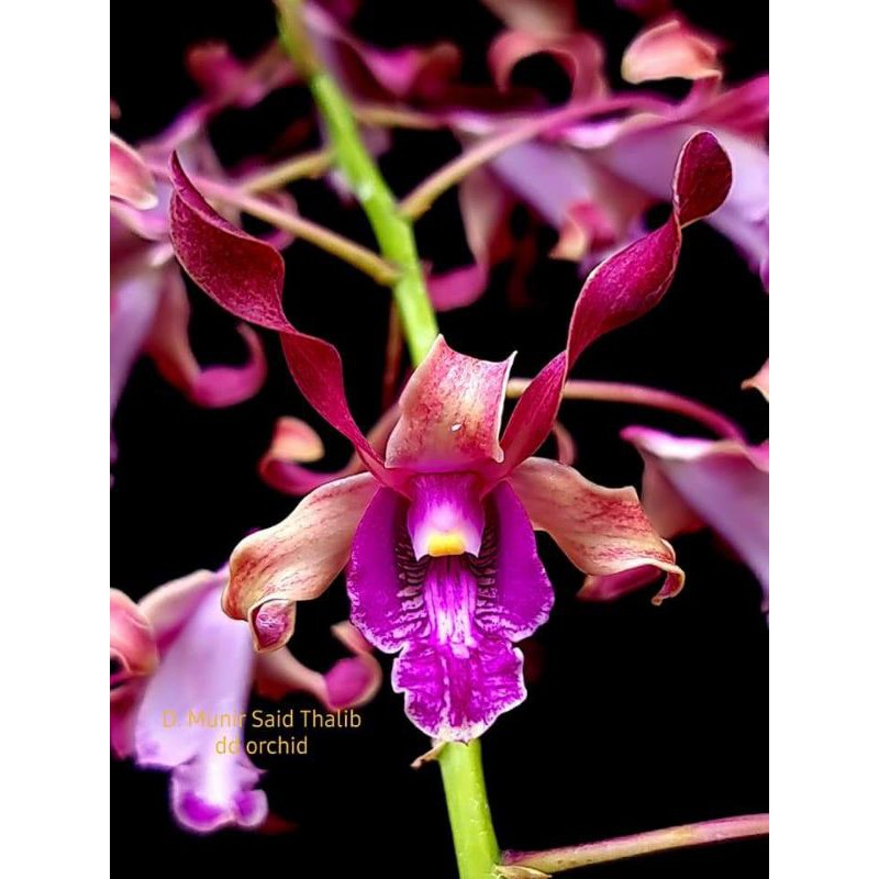 Seedling munir said thalib