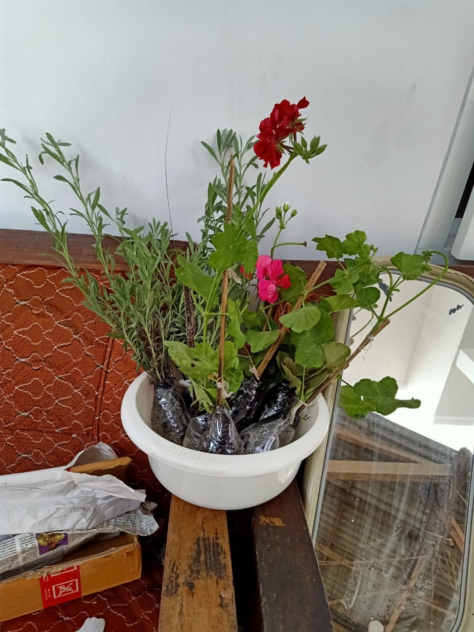Tanaman Hias Geranium Merah Putih Pink Salem