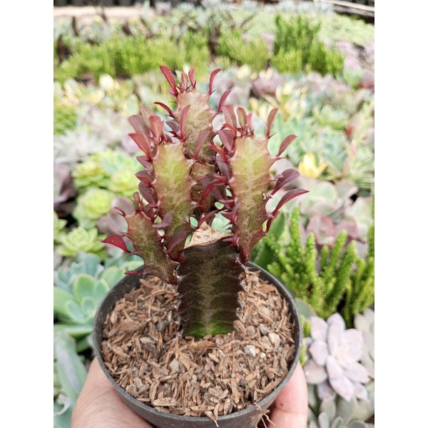 Sukulen Trigona Merah Claster