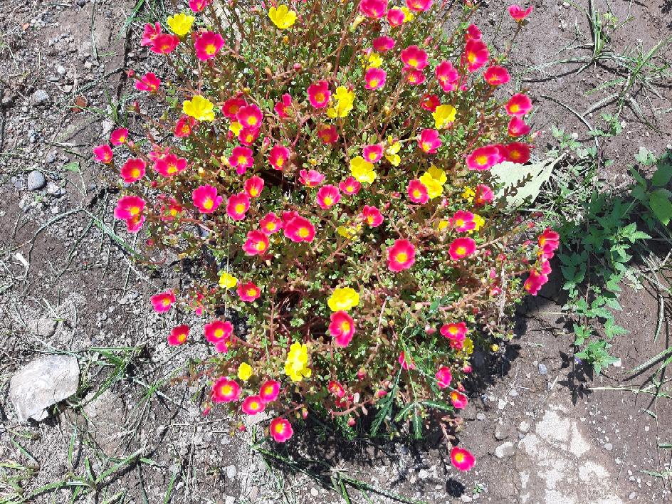 Busa Spoon Serbaguna Untuk Cuci Piring, Motor, Mobil Dll