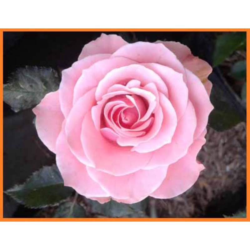 Tanaman hias mawar bunga pink cantik / tanaman bunga mawar hidup / tanaman bunga