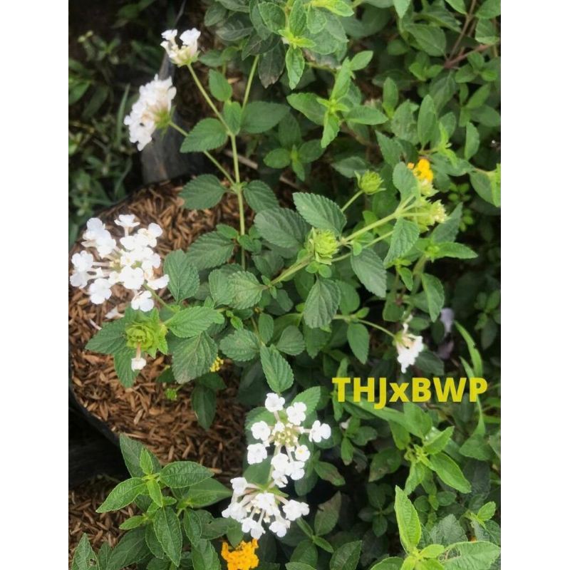TANAMAN LANTANA PUTIH