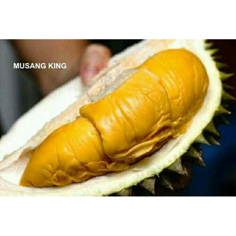 Bibit Durian musaking [Berkualitas Unggul]