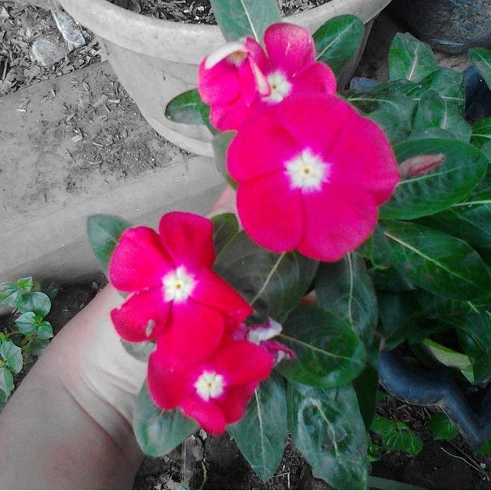 Bibit Benih Biji Bunga Vinca Cherry - Benih Bunga Vinca Cherry - Biji Bunga Vinca Cherry - COD