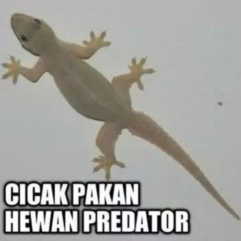 Cicak Hidup Pakan Hewan Predator