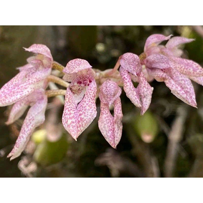 anggrek bulbophyllum taeniophyllum
