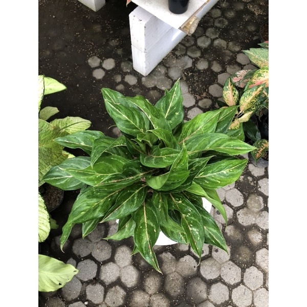 Aglaonema butterfly hijau rumpun 6
