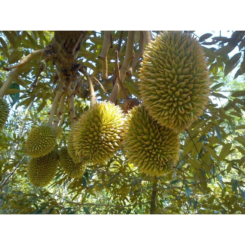 Pupuk Ampuh Booster Durian Perangsang Buah Durian Anti Rontok - Pupuk Buah