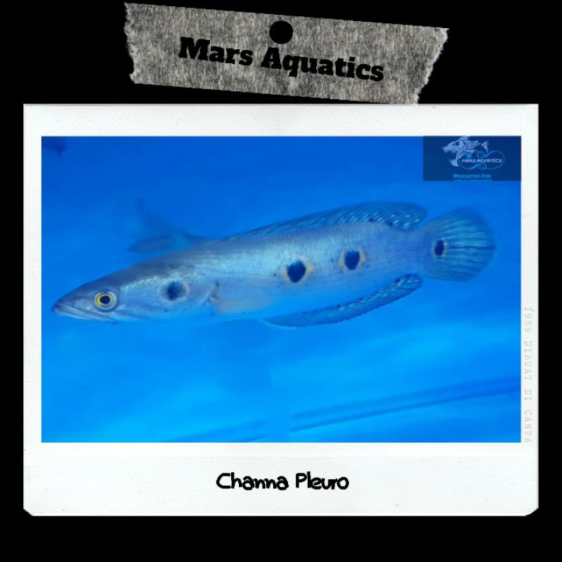 Hiasan Aquarium Channa Pleuro Goodmarking High Quality Mars Aquatics