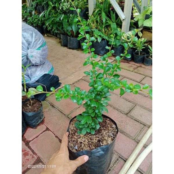 Bibit bonsai hokianti