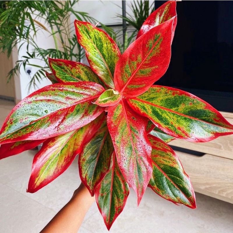 AGLONEMA SIAM AURORA LIPSTIK/ AGLAONEMA SIAM AURORA LIPSTIK/ AGLONEMA RED LIPSTIK/ AGLAONEMA RED LIP