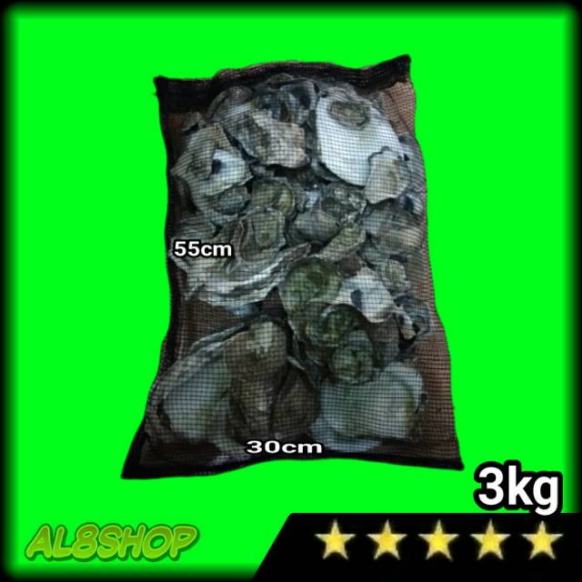 Oyster Shell media filter kolam ikan koi cangkang kerang oyster penjernih air kolam