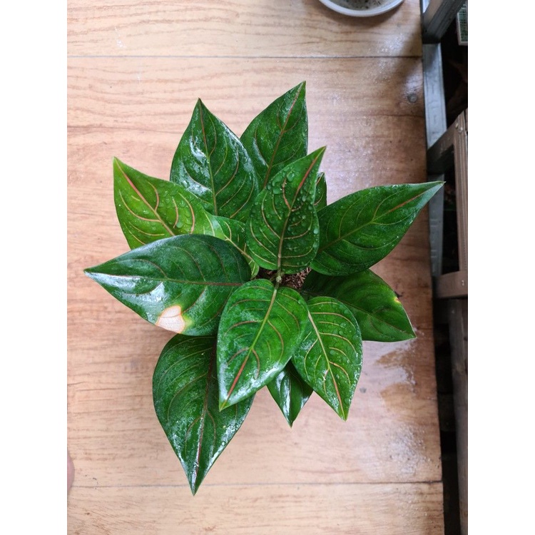 Aglonema Rotundum Tanaman Hias Hidup Aglonema Rotundum Hijau Bunga Aglonema Hidup