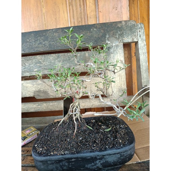 bonsai santigi mame