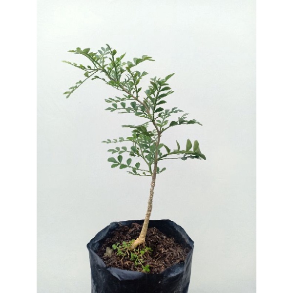 bibit bonsai kawista batu