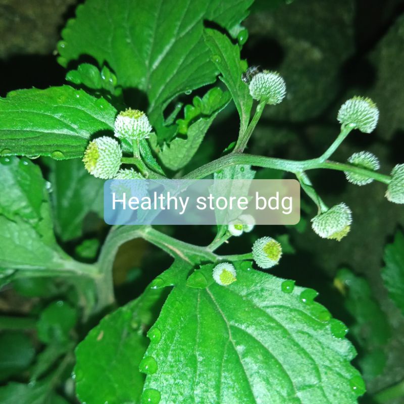 

Jual daun bandot seprah atau jukut meurit 100 gram