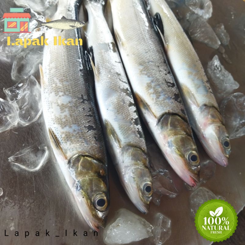 

GROSIR Ikan Payus (Bandeng Laki²) Segar Hasil Laut Segar 5Kilogram / 10Kilogram