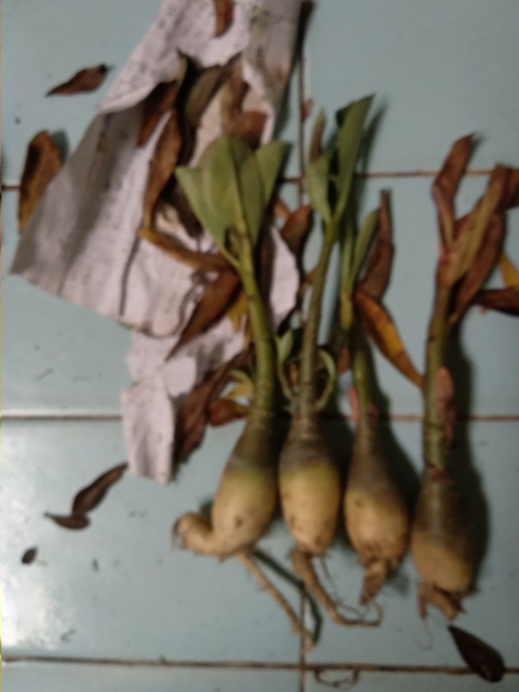 Paket 4 Tamana Hias Adenium Kamboja Jepang