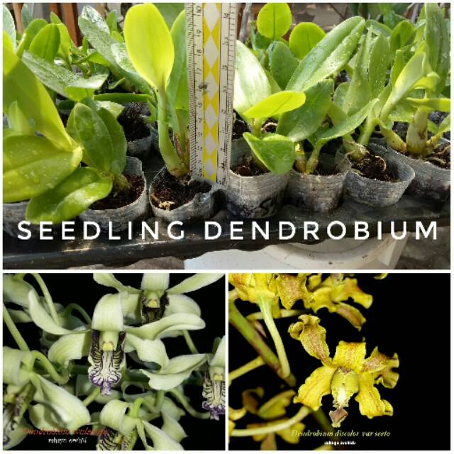 Seedling Dendrobium Hybrid Wulaiense X Discolor Var Seeto/ Anggrek Silangan