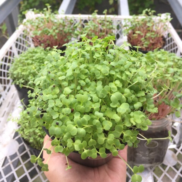 

MICRO POK CHOI