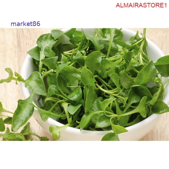 

Grosir Sayuran Segar Sayur FRESH Selada Air Per Ikat murah - Market86