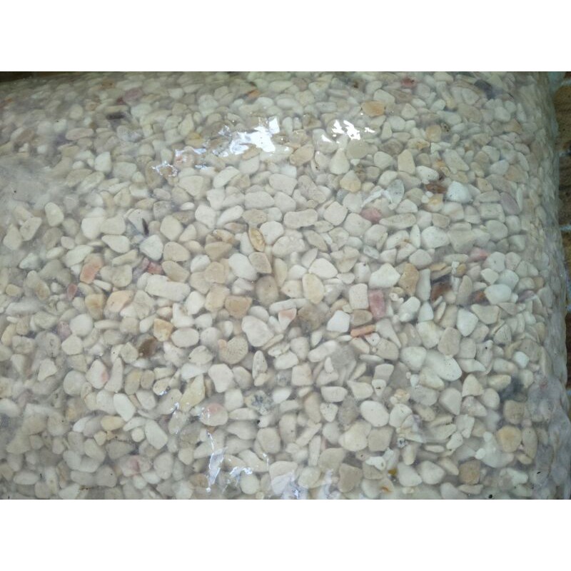 Batu Putih Hias Tanaman kaktus