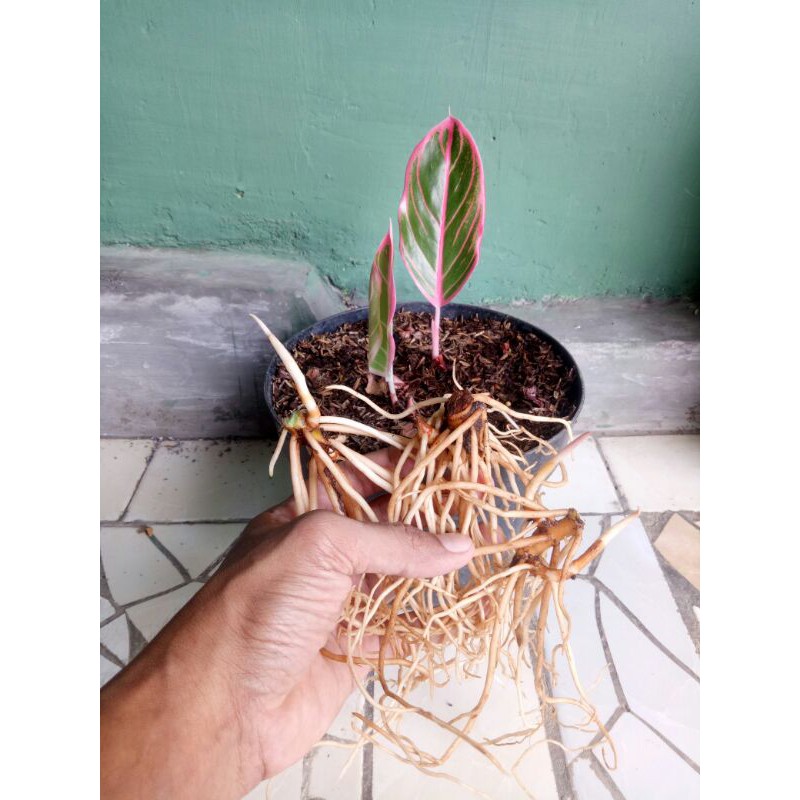 10 paket bonggol aglonema khanza,lotus,goliath,huges,kresna,SO,golden hope,lemang,cunkwok,ebony