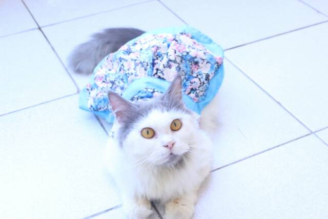 Dress half kimono untuk kucing dan anjing / baju kucing lucu / dress kucing size S M L XL