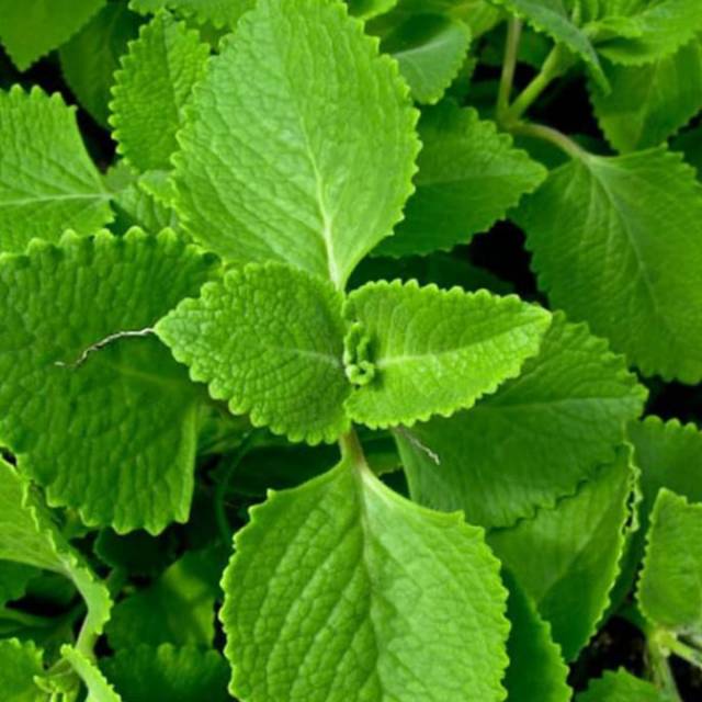 

Daun jinten segar 100gr