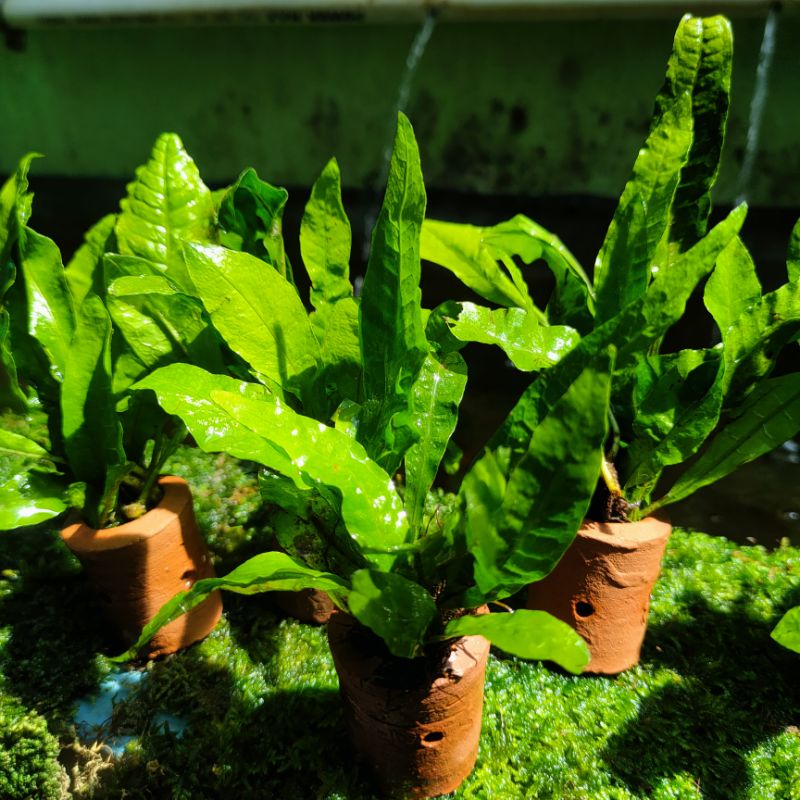 KADAKA MINI AQUASCAPE