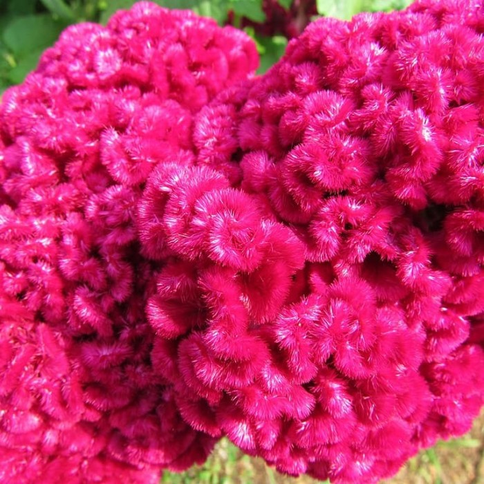 Benih Bibit Biji - Bunga Celosia Cristata Pink Cockscomb Flower Seeds