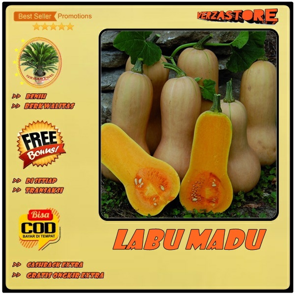 biji benih waluh / labu madu /5 biji