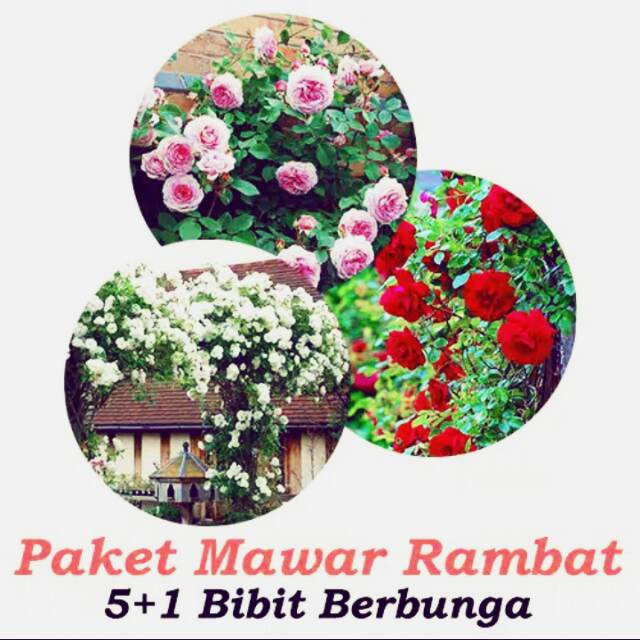 Paket Bibit Mawar Rambat 5 BONUS 1