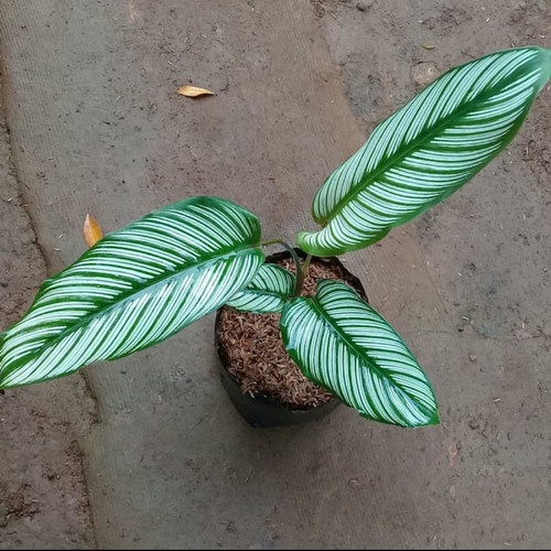 Tanaman Daun Calathea Sisir Majestica Roseo Lineata bergaransi