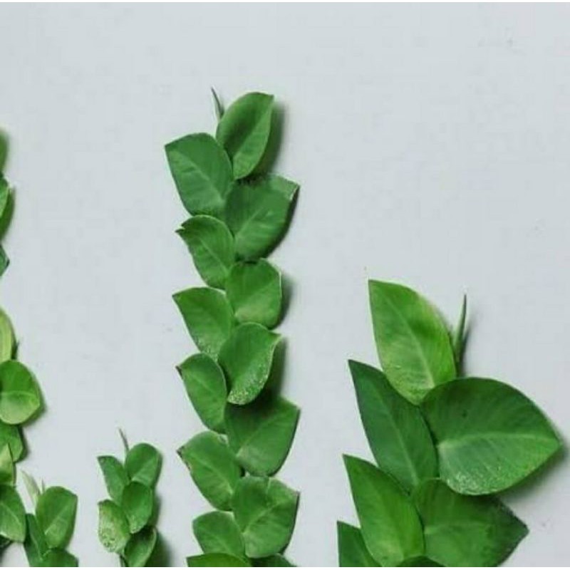 bibit tanaman dolar besar - tanaman hias dolar besar