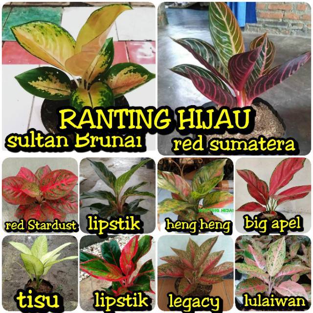 Paket 10 Bunga Aglonema Sultan Brunai Brunei Red Sumatera Sumatra Red Stardast Stardust Legacy Shopee Indonesia