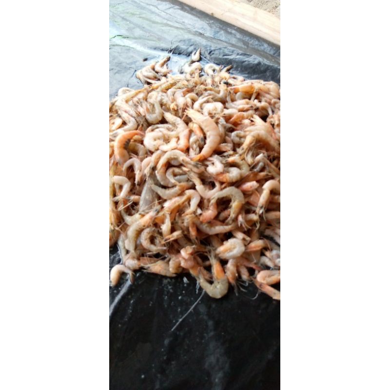 

UDANG
