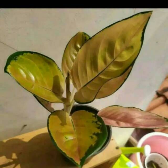 Tanaman Hias Aglonema Sultan Brunei Shopee Indonesia Tanaman Hias Aglonema Sultan Brunei Shopee Indonesia