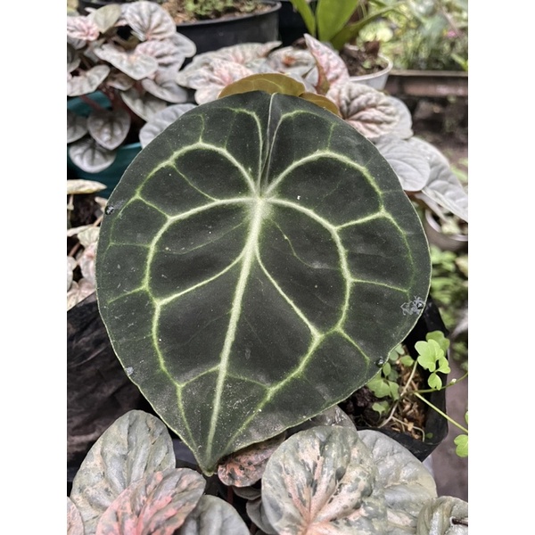 anthurium clarinervium pagoda ori