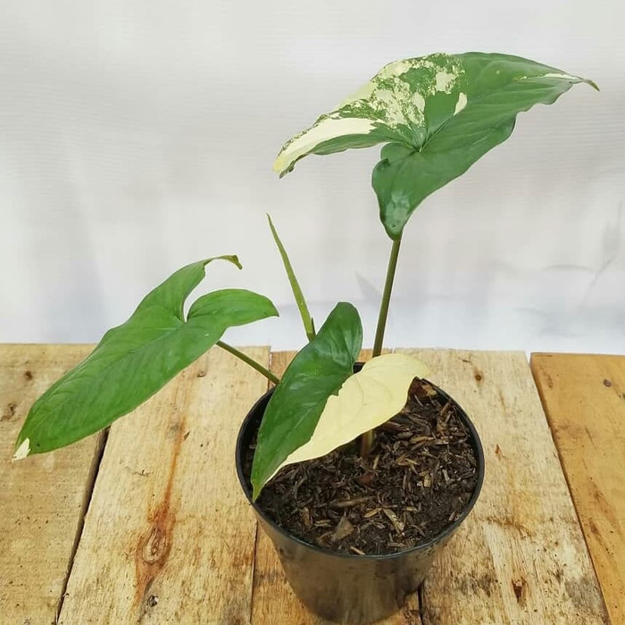 Tanaman Hias Syngonium Variegata murah