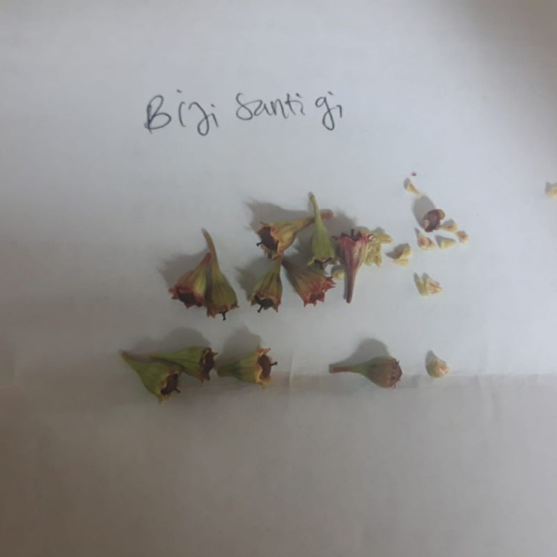 bibit biji santigi/stigi murah