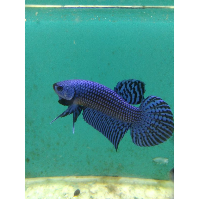 

Alient blue