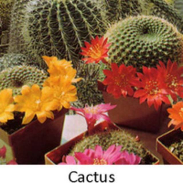 Benih Bibit Biji - Tanaman Hias Kaktus (Cactus Mixed Seeds) - Flowers of the Desert - IMPORT