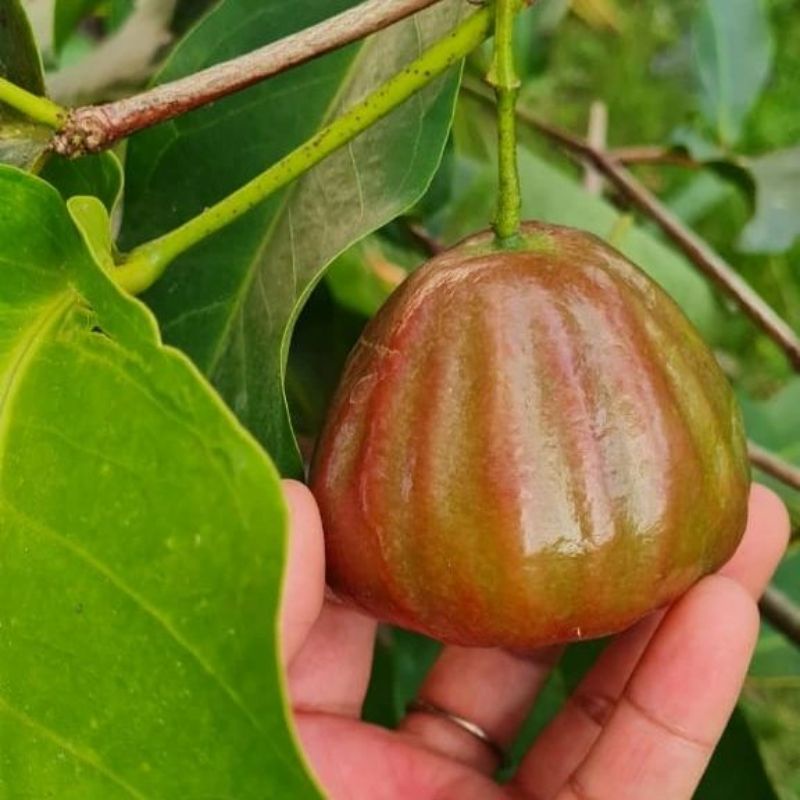 Bibit jambu dalhari super