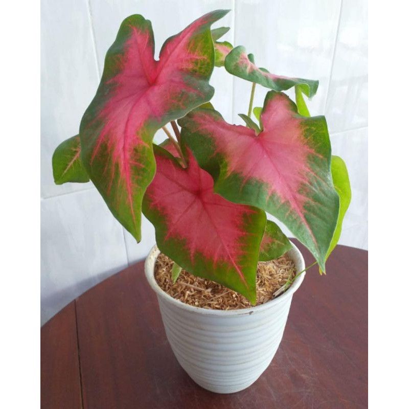 Tanaman Hias Keladi Pink Love Dewasa / Caladium Pink Love