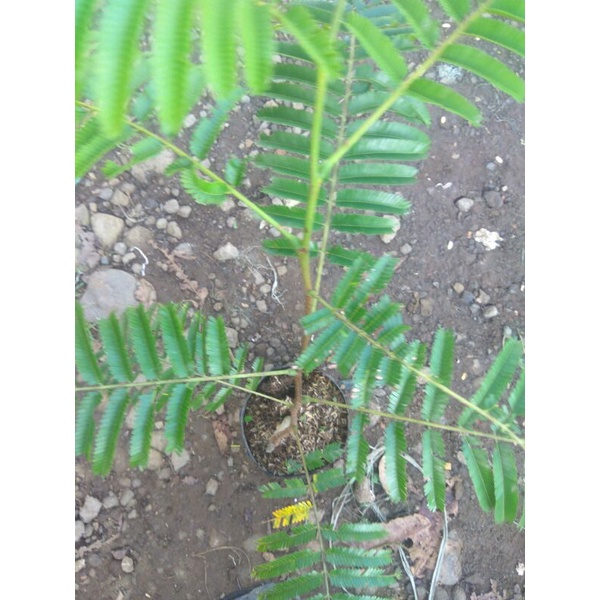 Bibit Pete /petai jumbo okulasi super