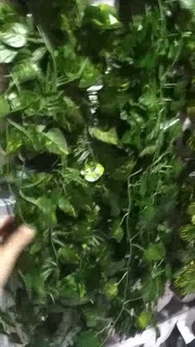 Daun Rambat Plastik Imitasi Sirih Gading Ivy Semangka Daun Rambat Plastik Imitasi Sirih Gading Ivy Semangka
