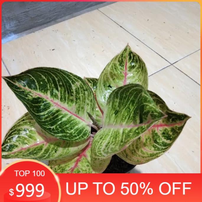 Tanaman Hias Moonlight - Aglonema Moonlight -Pohon Aglonema Moonlight Mawarolshop1