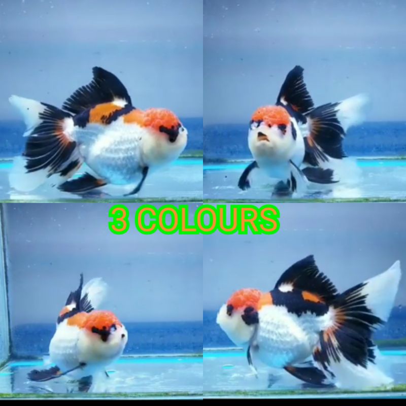 TOP GRADE 3 Colours Oranda 3C
