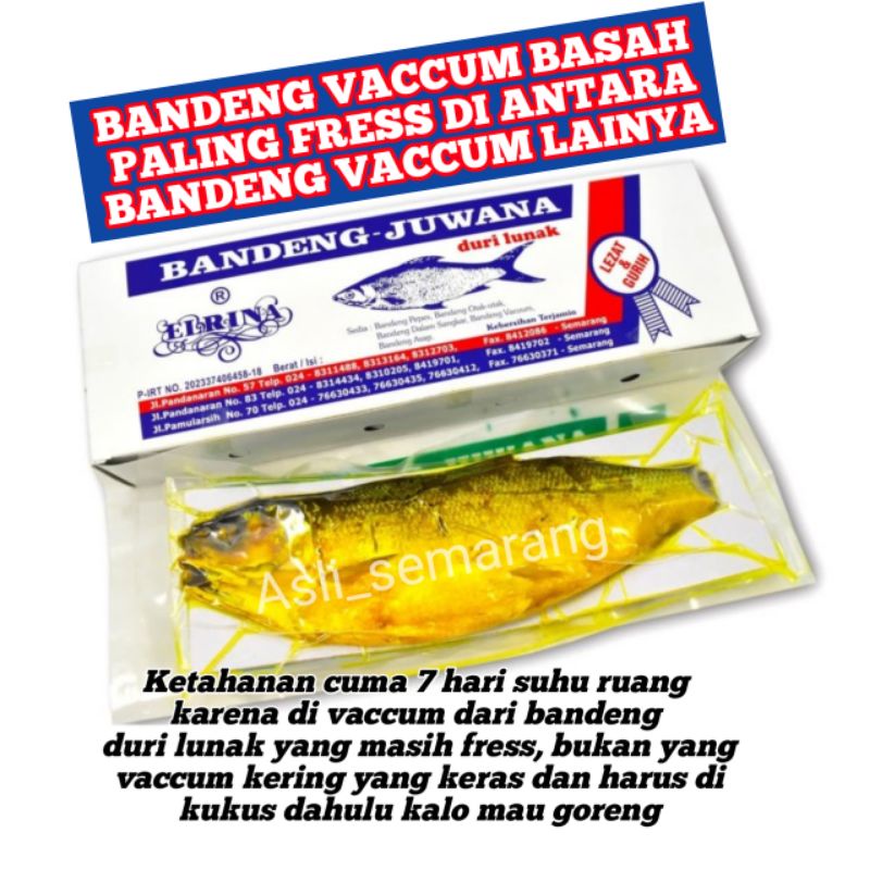 

PAKET 1 EKOR BANDENG DURI LUNAK JUWANA-ELRINA ASLI SEMARANG